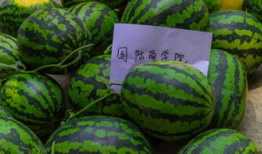 吃瓜爆料外国语学院,揭秘校园里的“吃瓜”风云